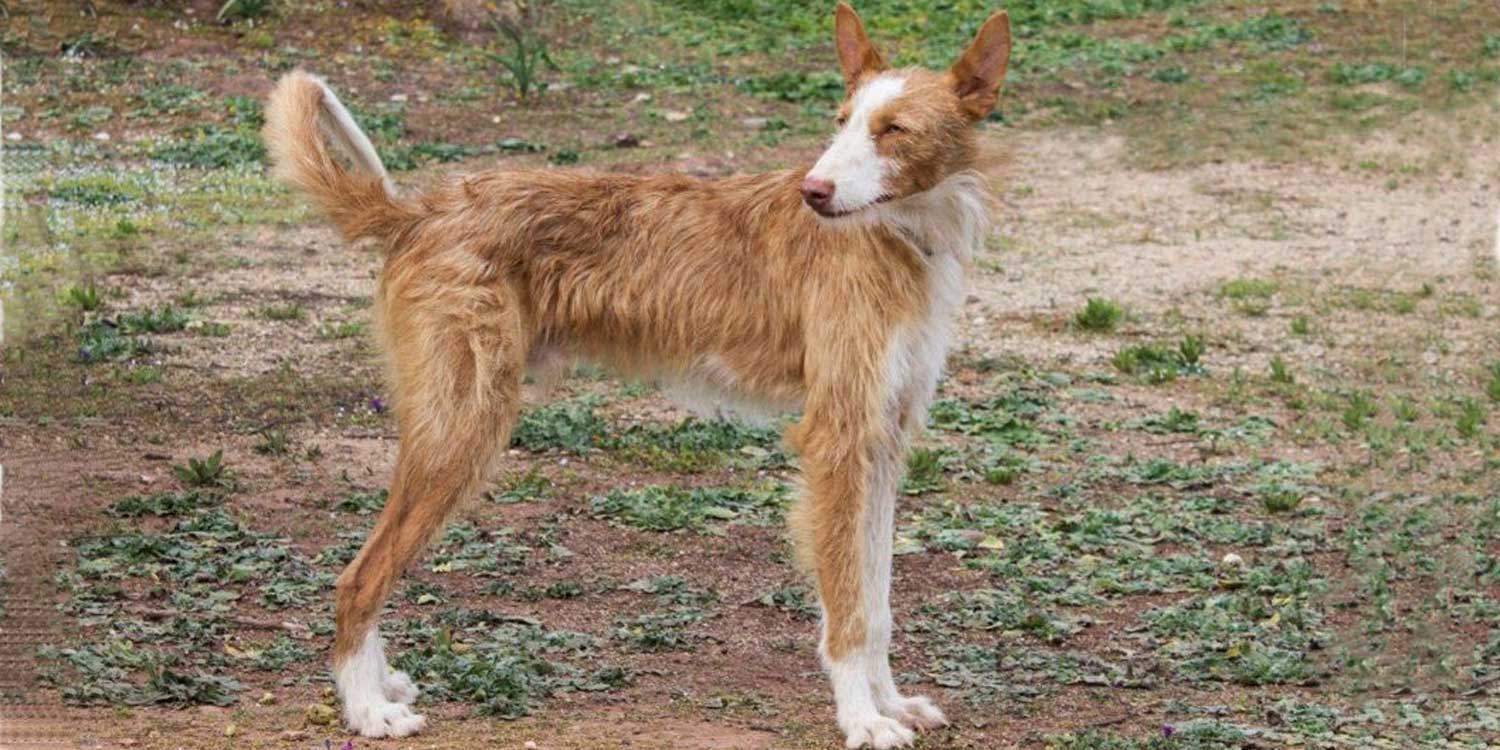 El perro pastor inglés está en peligro de extinción – N+