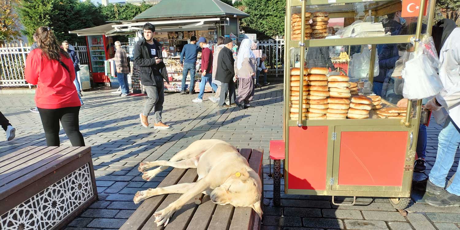 Sabes dónde está la huella digital de los perros? Nosotros te lo