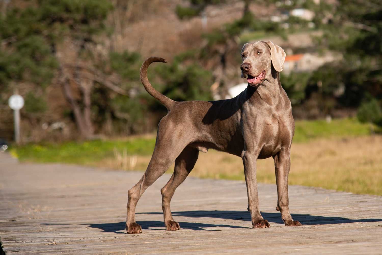 braco2