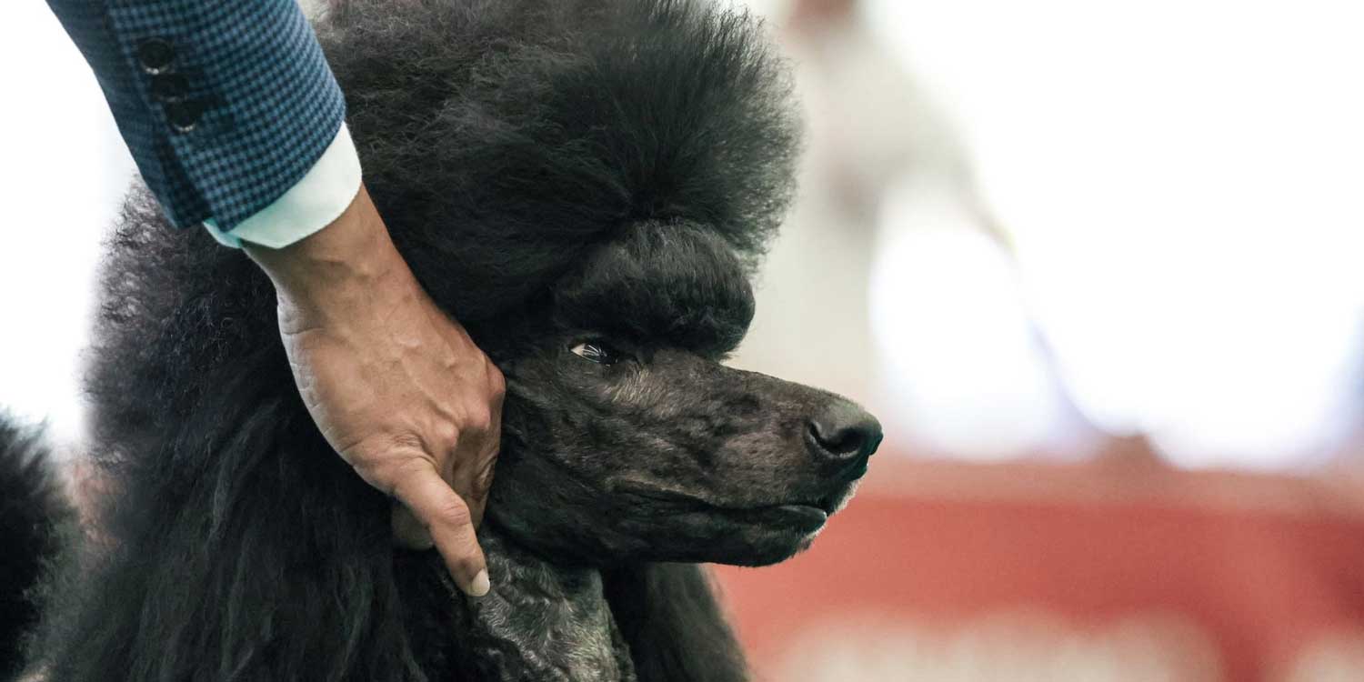 Todos queremos un caniche en la vida