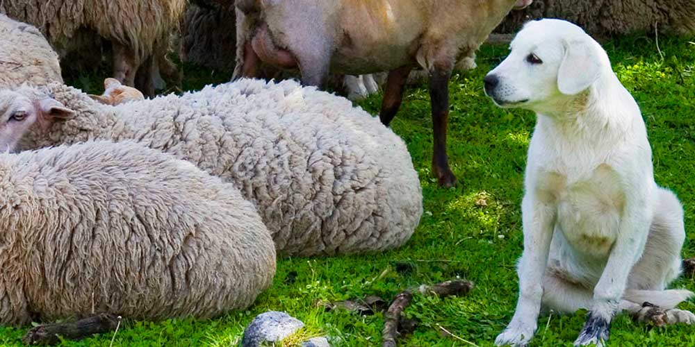 pastor de anatolia es esta raza gigante una buena mascota familiar