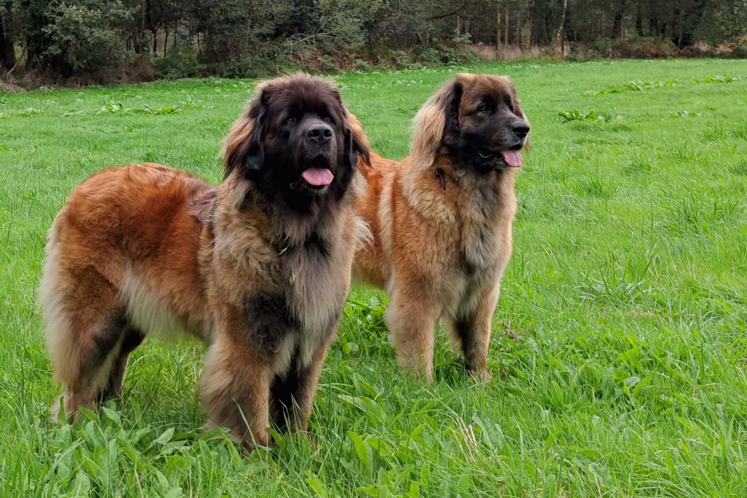 leonberger.